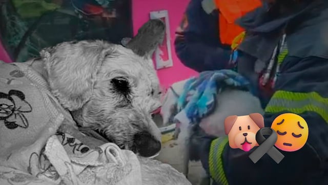 Muere el perrito 'Chicharrón'