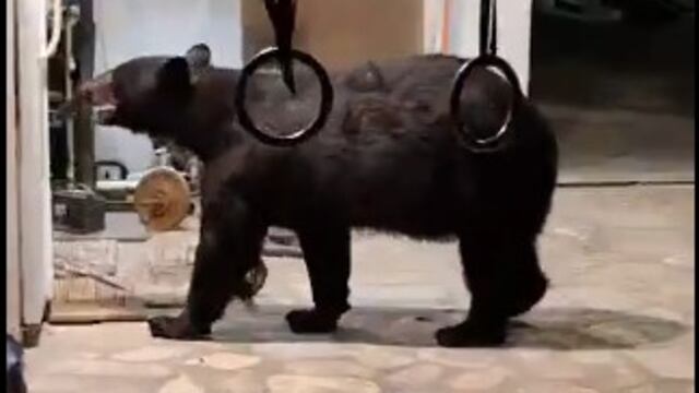 Nuevo avistamiento de un oso en San Pedro Garza García, Nuevo León.