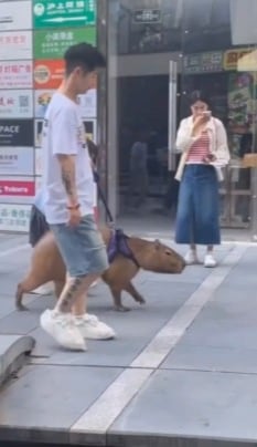 Joven paseando a su capibara