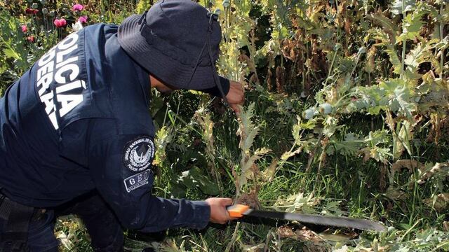 Destrucción de Amapola