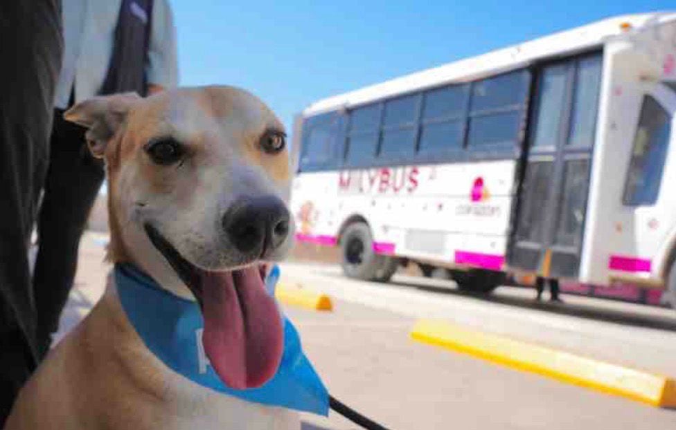 Baja California reconoció a animales con protección jurídica constitucional