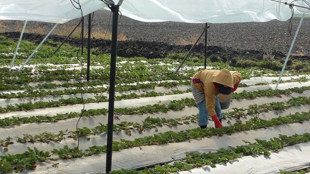 Trabajador agrícola