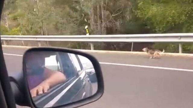 Perro persigue a sus dueños.