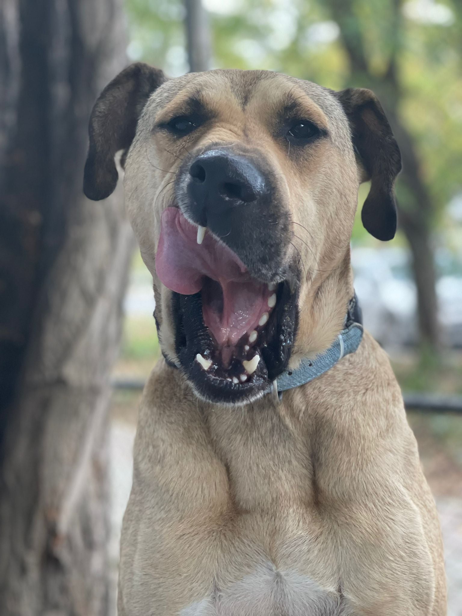 Boji, perrito que recorre Estambul