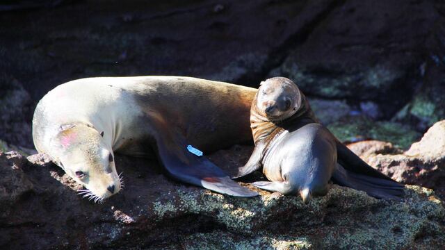 Desenmalle de Lobos Marinos
