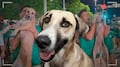 Los videos del triunfo de México ayudaron a encontrar a una perrita desaparecida