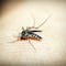 Esta ciudad del Estado de México tiene más de 150 casos de dengue