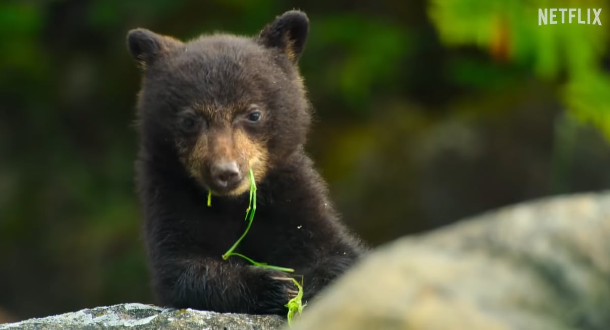 La isla de los lobos costeros, serie de Netflix