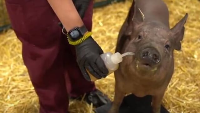 Cerdo con chip en el cerebro de Neuralink