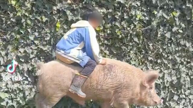 Niño montando un cochino