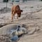 Solovino, el perro que ayuda a las tortugas a llegar al mar