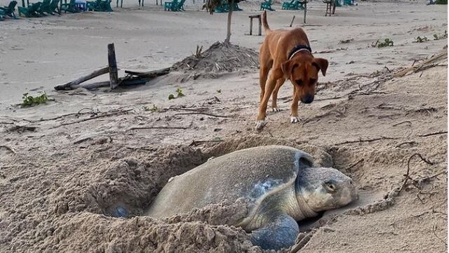 El perrito Solovino ayuda a las tortugas a desovar y llegar al mar