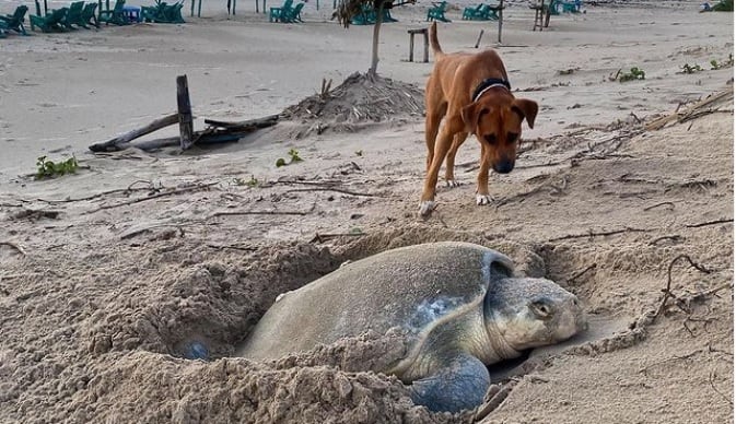 El perrito Solovino ayuda a las tortugas a desovar y llegar al mar