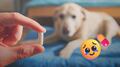 Una pastilla promete prolongar la vida de los perros; podría salir en 2027