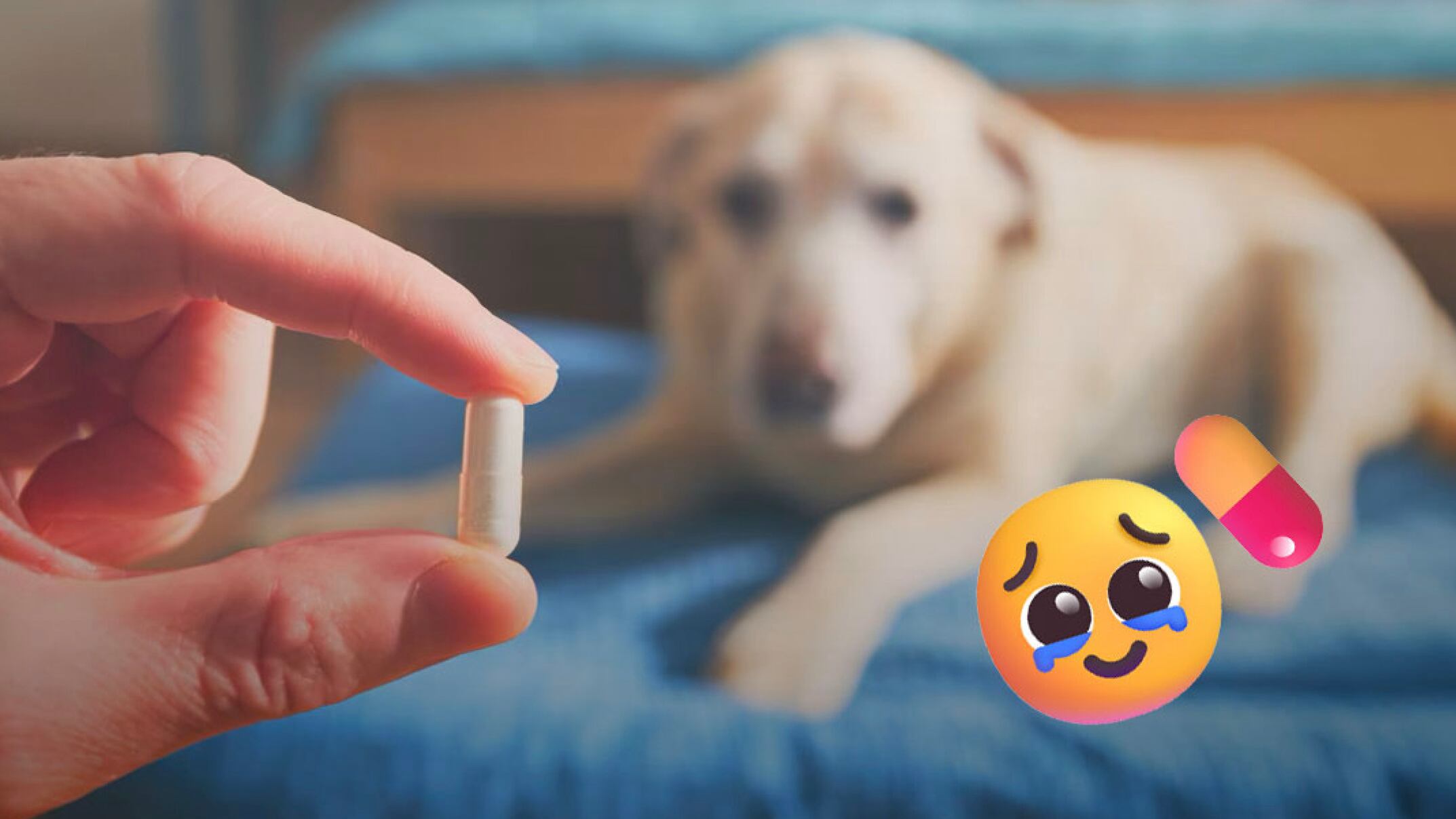 Una pastilla promete prolongar la vida de los perros; podría salir en 2027