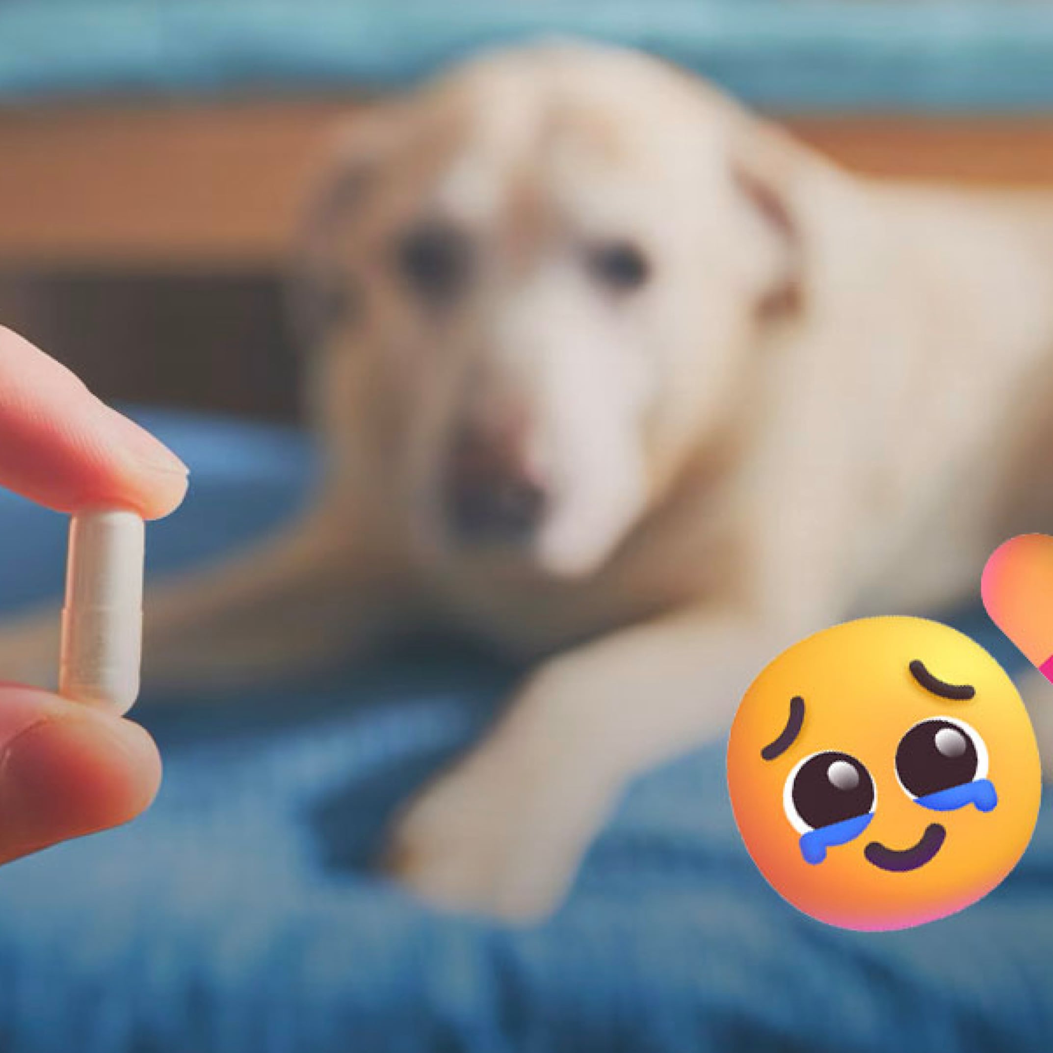 Una pastilla promete prolongar la vida de los perros; podría salir en 2027