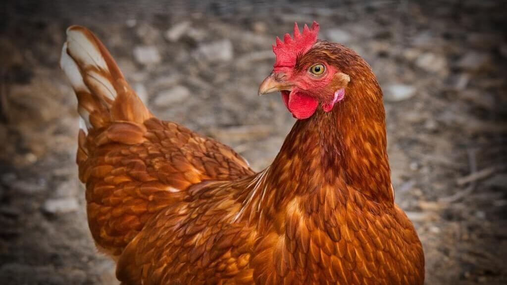 Gallina.