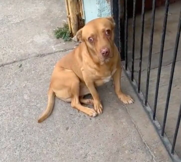 Perrito que llegó tarde a su casa