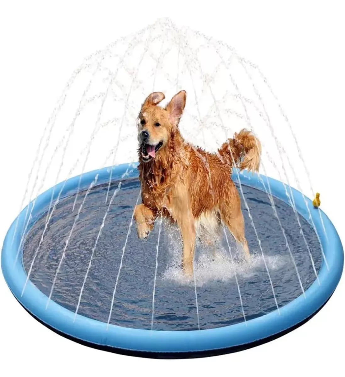 Alberca para perros: