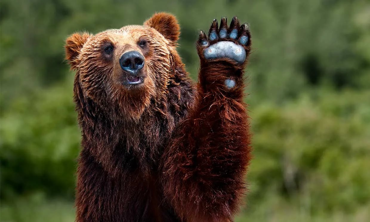 Matan en Italia a Osa Parda