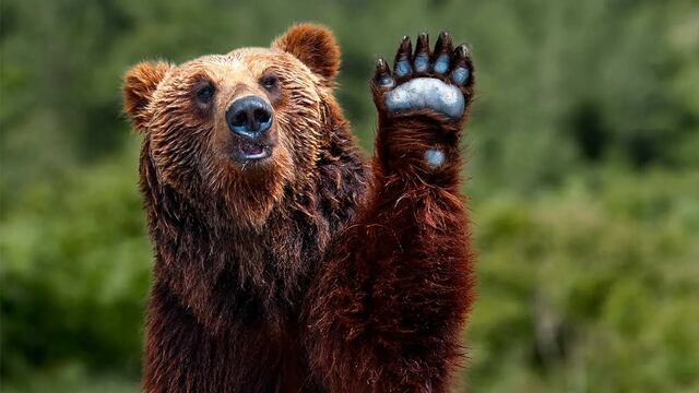 Matan en Italia a Osa Parda