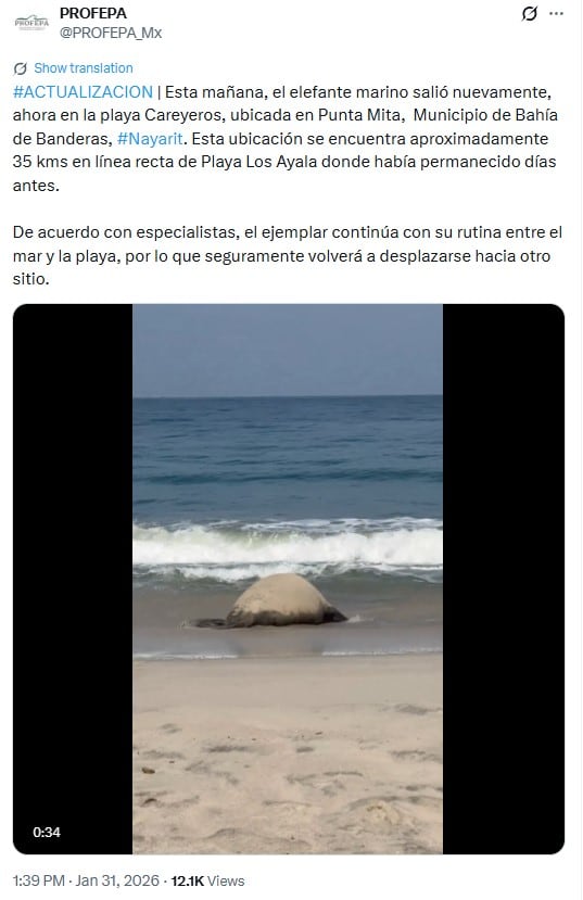 Panchito Cortés, el elefante marino, se despide de las playas de Nayarit