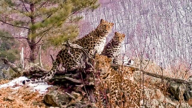 Familia de leopardos del Amur
