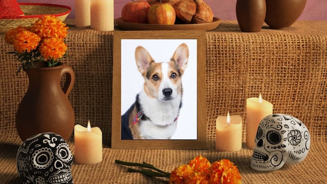 Ofrenda para mascotas por el Día de Muertos en México