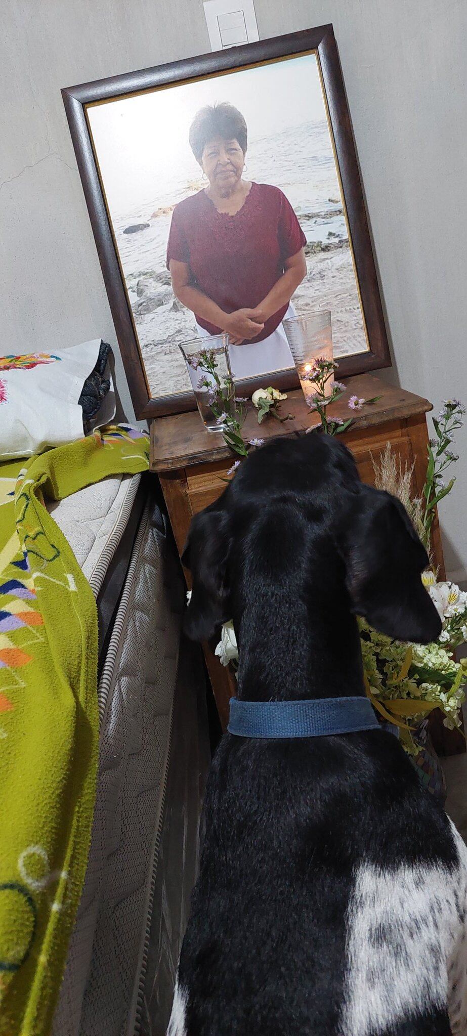 La perrita Federica extraña a su humana