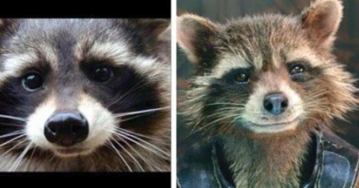 Rocket Mapache Murió Oreo, el mapache que interpretó a Rocket Raccoon en Guardianes de ...
