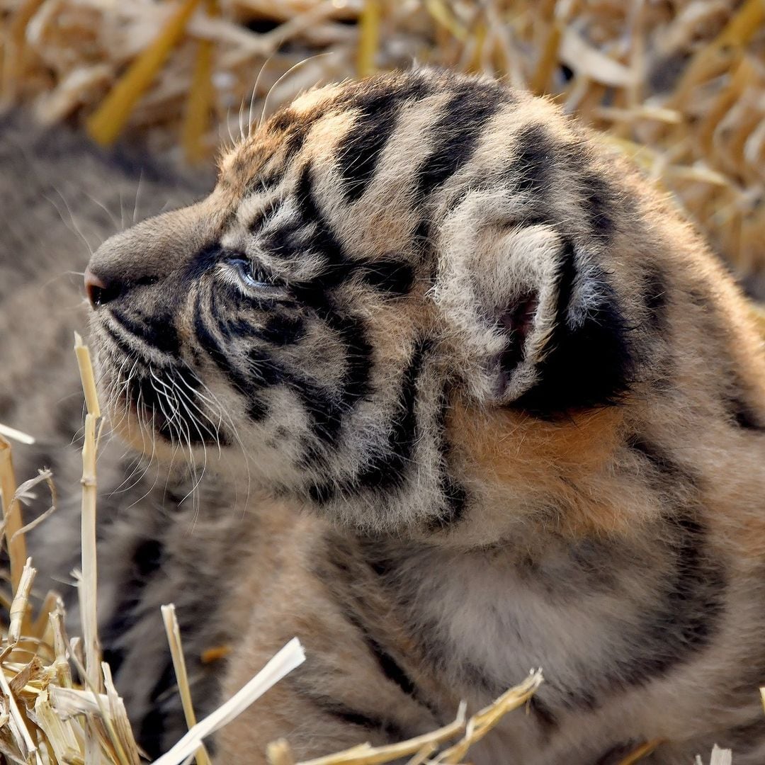 Tigre de sumatra nacido en Italia
