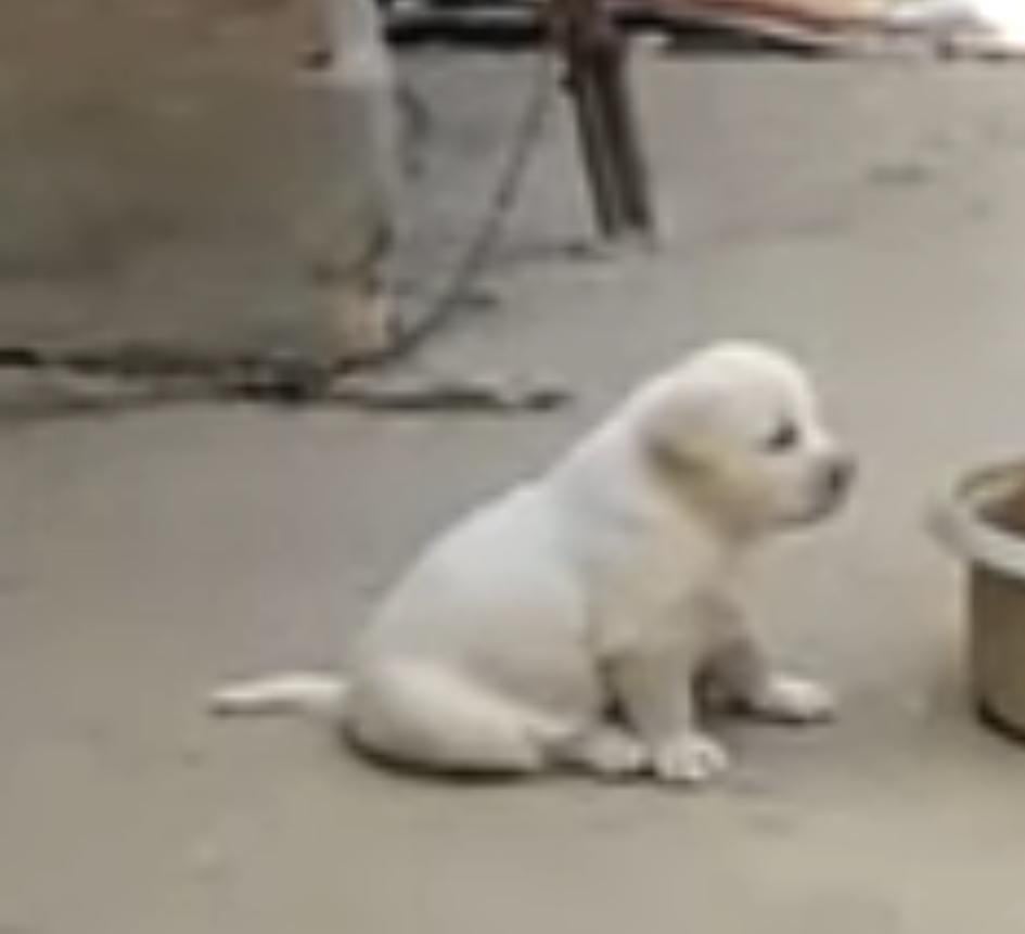 Perrito imita a los gallos