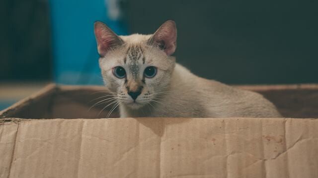 Es común ver un gato escondido en una caja