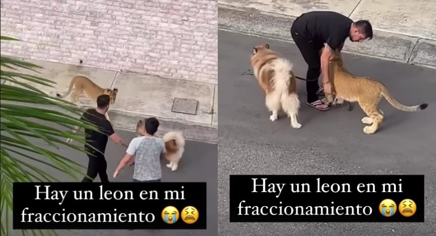 León y perro en fraccionamiento