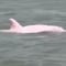 Delfines rosas existen: Pescador de Estados Unidos capta ejemplares en río de Louisiana