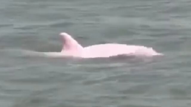 Delfines rosas existen: Pescador de Estados Unidos capta ejemplares en río de Louisiana