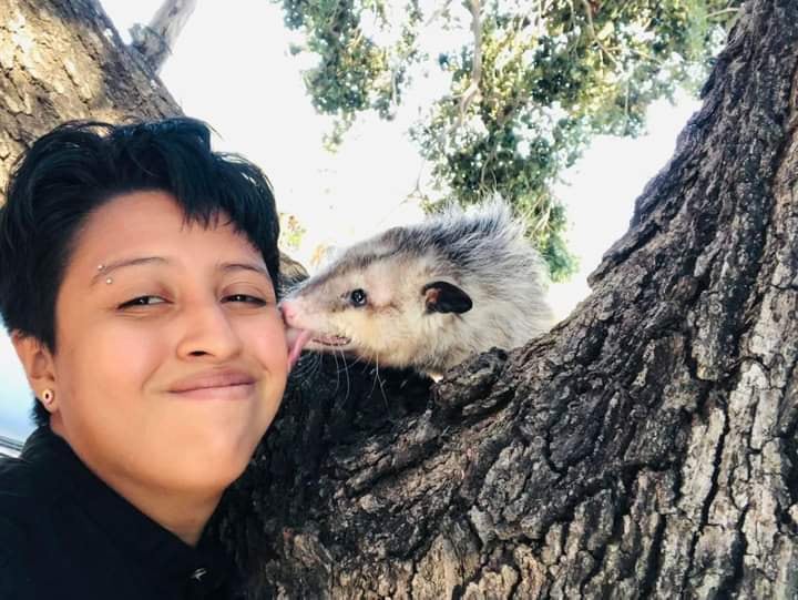 Tlacuache