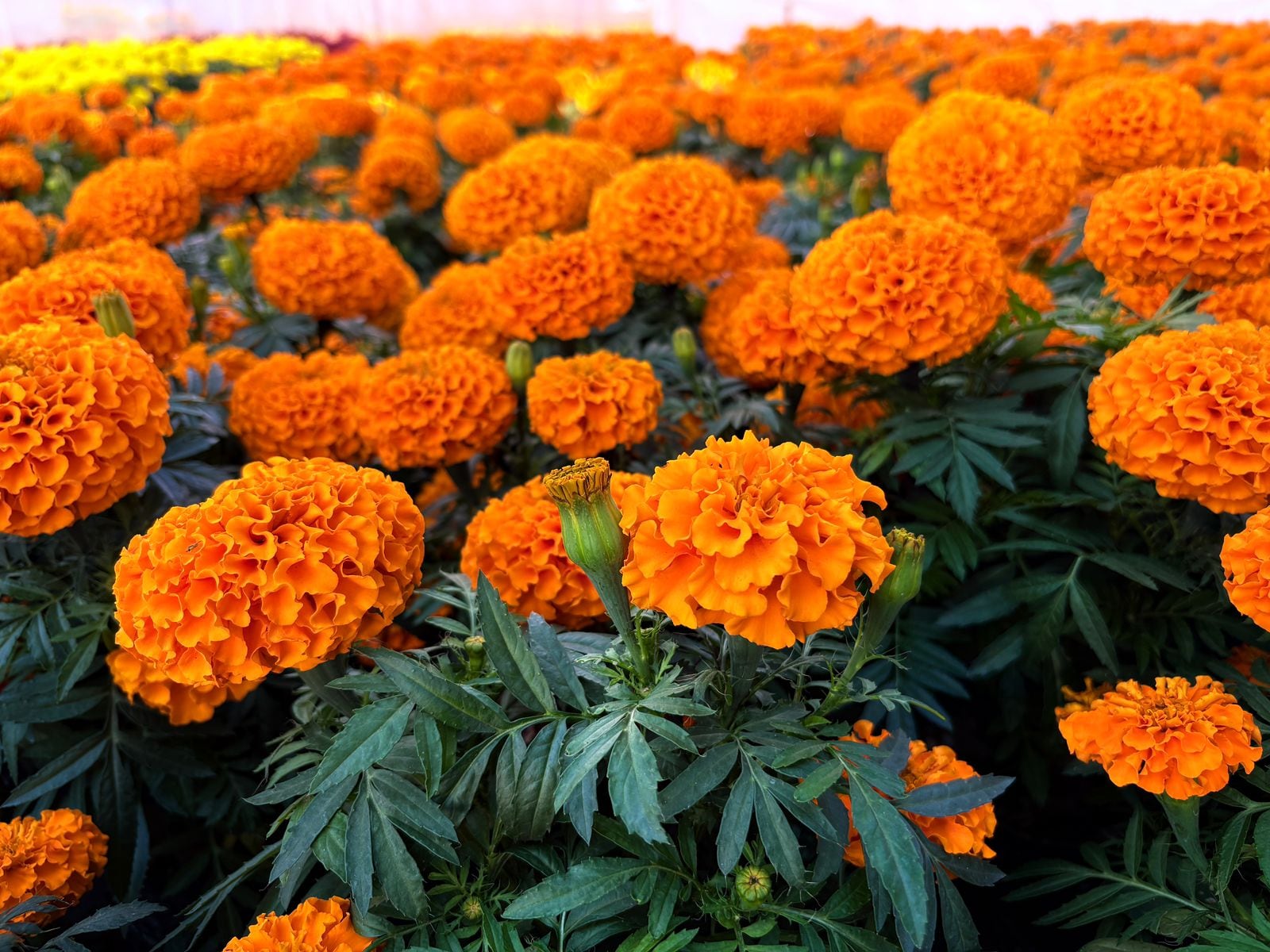 Más de 30 mil flores adornarán Querétaro en el Día de Muertos.