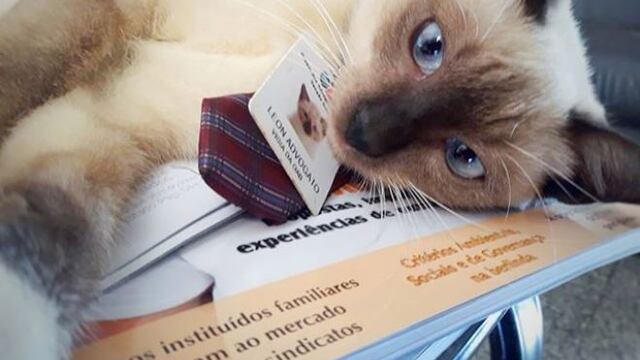 Gato abogado