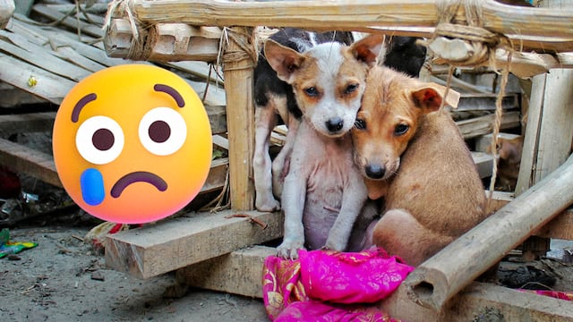 Día del Perro Callejero: México ocupa el primer lugar en abandono