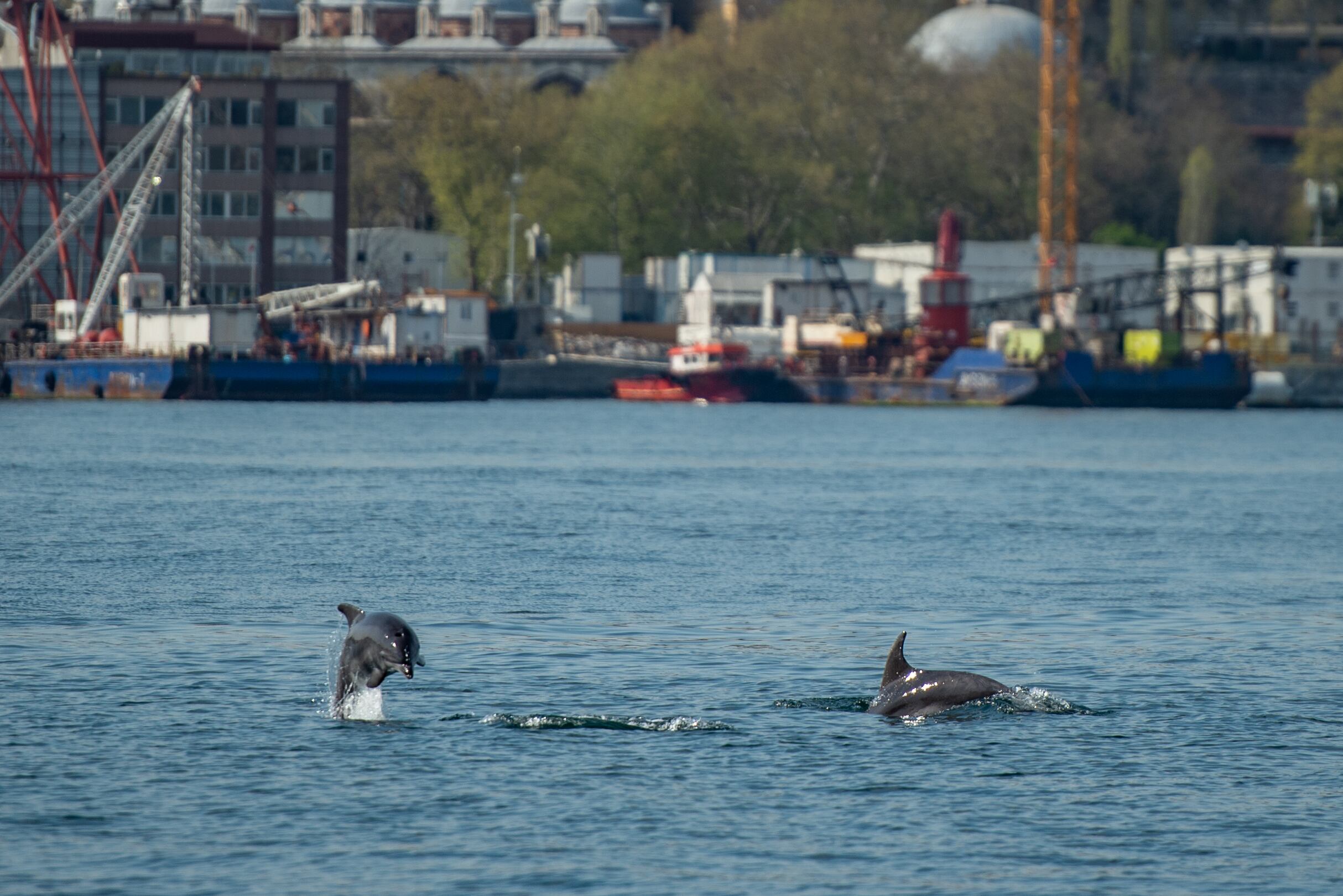 Delfines en Bósforo, Estambul