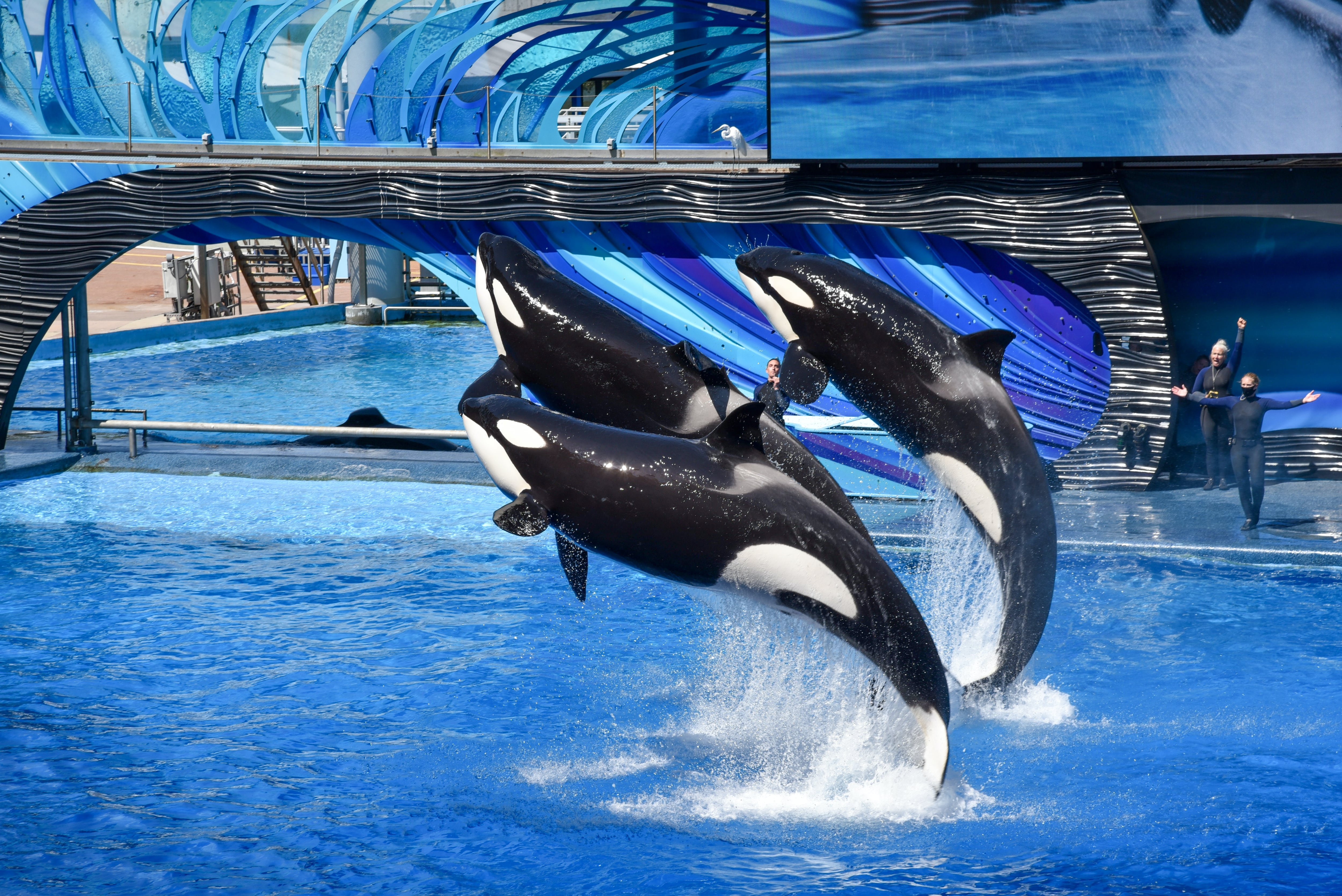Ataques de orcas replantean la pregunta sobre si son peligrosas
