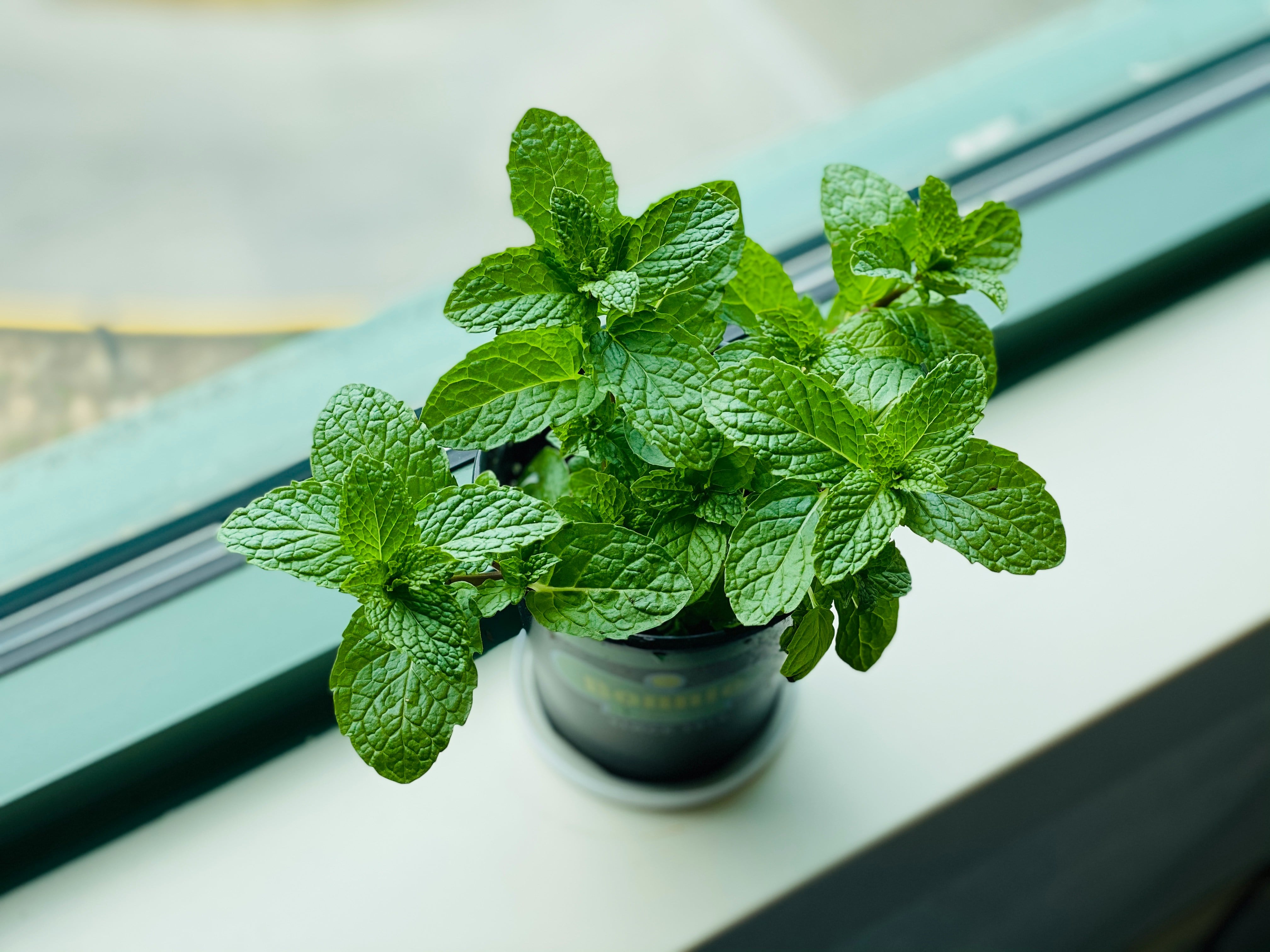 Planta de menta