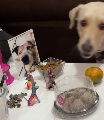 Perro robándose las croquetas de una ofrenda