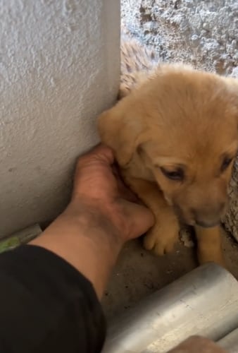 Rescate de un perrito derritió a todo TikTok