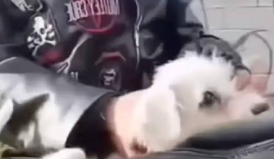 Owen y Ana sacrificaron a un perro en Nuevo León como parte de un miserable ritual