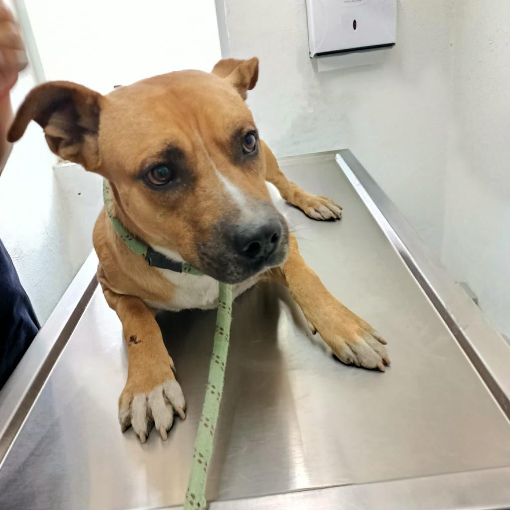 "Jackson", el 'Hachicko' mexicano que cuidó a su dueño muerto