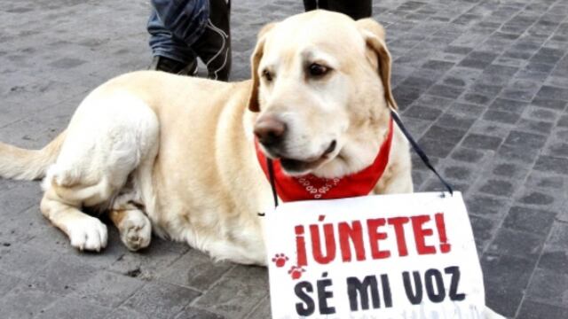 Nosotros como sociedad civil debemos estar atentos estos dos años, porque en este periodo empezarán de nuevo campañas y promesas; y debemos dejarles claro: con la vida de quienes no pueden alzar la voz, no se lucra.