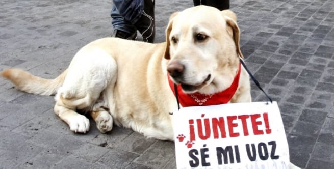 En contra del maltrato animal