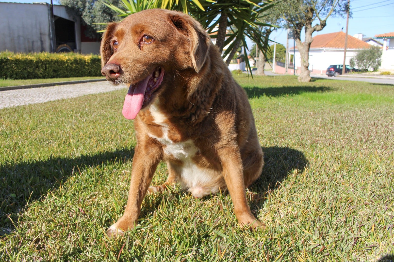 Bobi, el perro más viejo del mundo